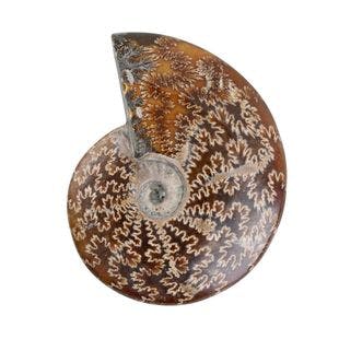 Buy Whole Sutured Ammonite- M (Approx. 2948ctw) at ShopLC.