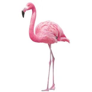  Flamingos Peel and Stick Wall Decals (set of 2) | The Home Depot